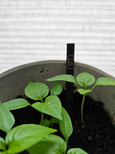 Katso kuvagalleriassa, Yrttitikut